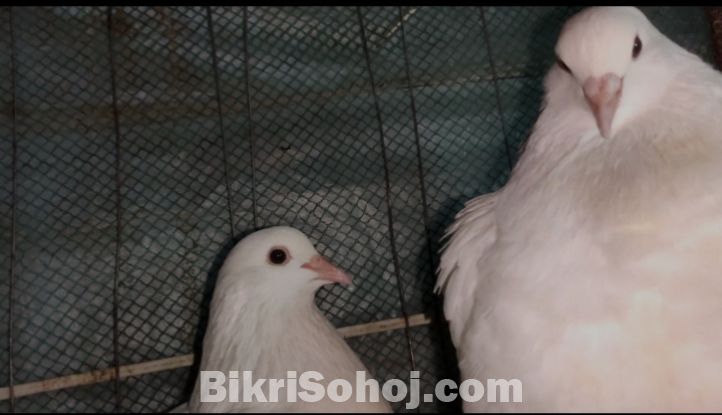 White king master pair
